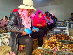 曲靖马龙：重楼种植赋能乡村振兴