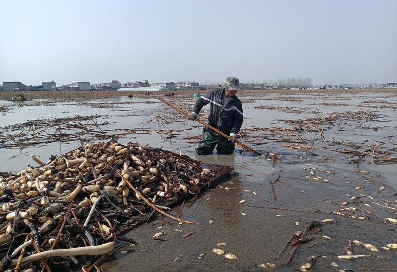 凤阳县淮安村莲藕种植基地_莲藕种植技术套养泥鳅_官塘镇莲藕种植产业带动乡村振兴