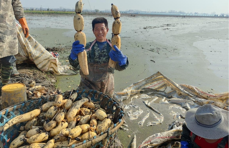 凤阳县淮安村莲藕种植基地_官塘镇莲藕种植产业带动乡村振兴_莲藕种植技术套养泥鳅