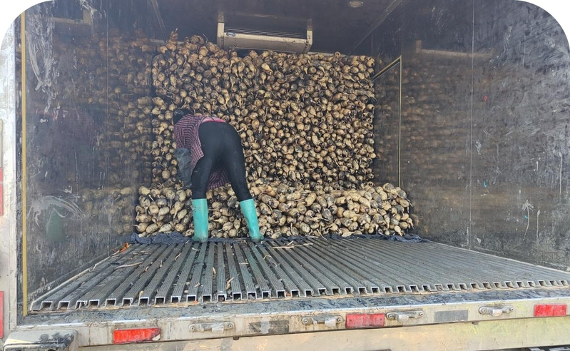 莲藕种植技术套养泥鳅_凤阳县淮安村莲藕种植基地_官塘镇莲藕种植产业带动乡村振兴