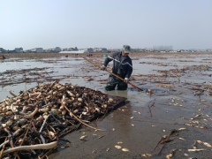 凤阳县官塘镇：千亩莲藕种植 助力乡村振兴