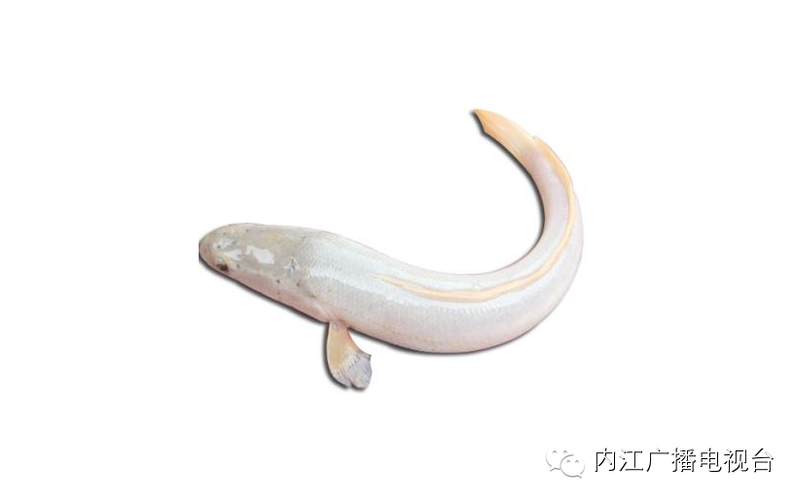 隆昌素兰花种植技术_建兰隆昌素_隆昌素兰花多少钱一株