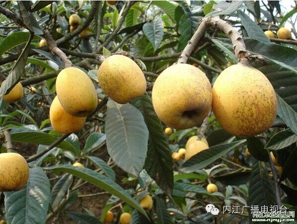 隆昌素兰花多少钱一株_建兰隆昌素_隆昌素兰花种植技术