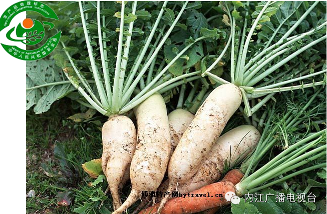 建兰隆昌素_隆昌素兰花多少钱一株_隆昌素兰花种植技术