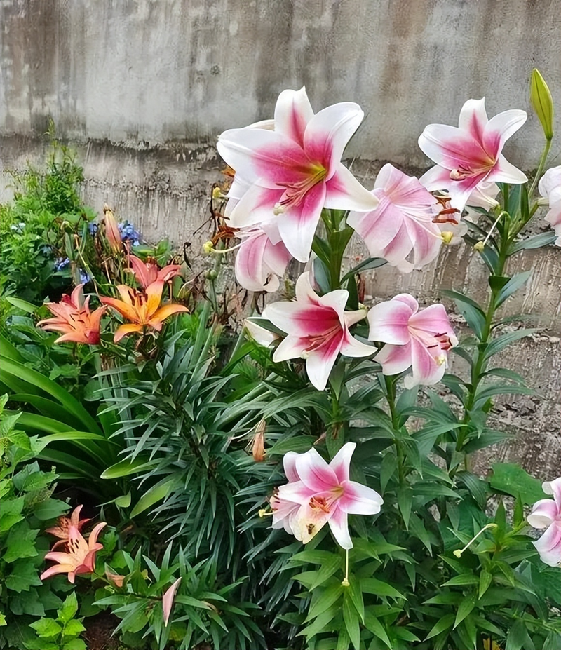 百合花种球的种植方法_百合花秋植方法_秋天地栽百合花
