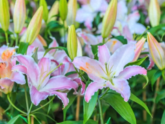 秋天往地里丢几个“蒜球”，开春收获一片百合花海