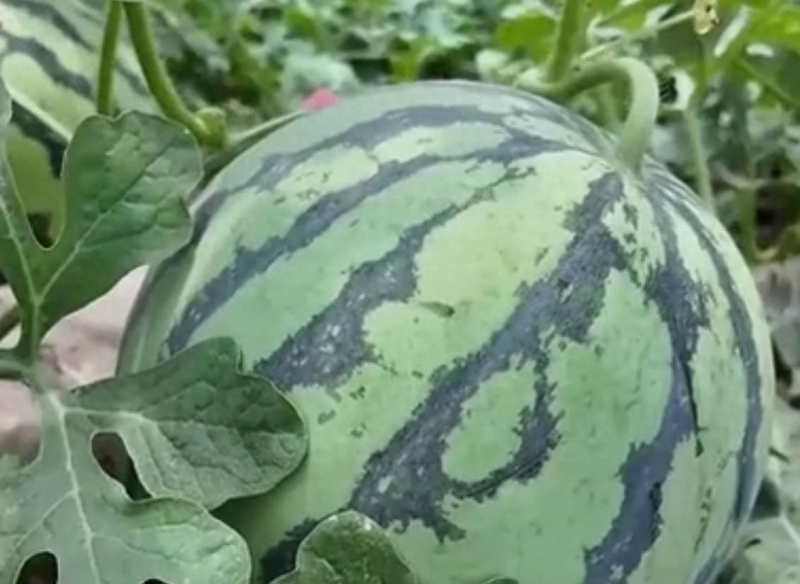 品牌化小西瓜 消费趋势_大暑节气 西瓜种植面积_北方西瓜种植技术