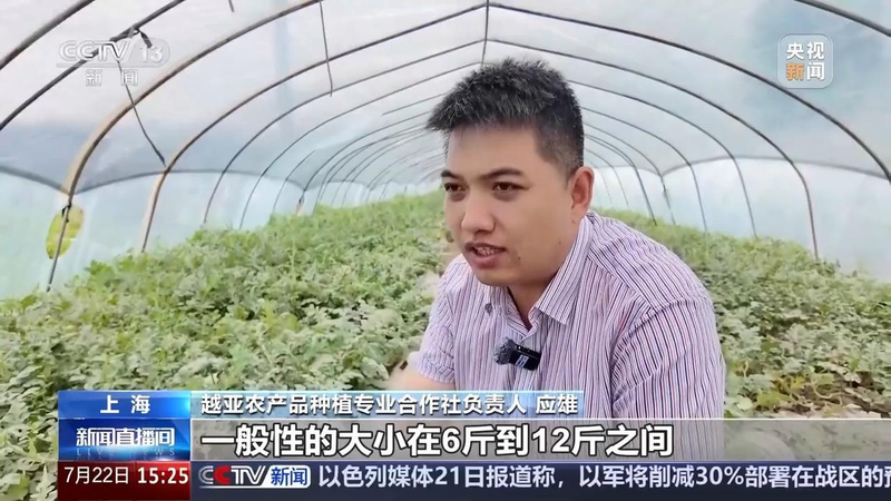 大暑节气 西瓜种植面积_北方西瓜种植技术_品牌化小西瓜 消费趋势