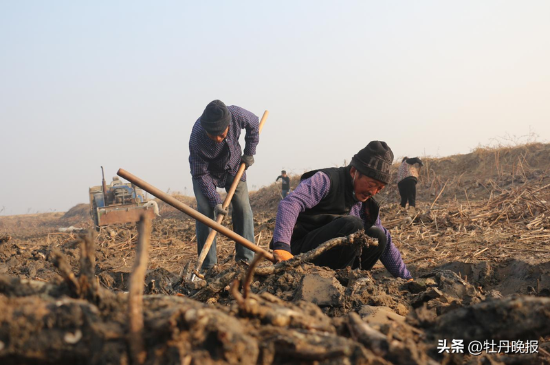 莲藕种植技术套养泥鳅_曹县万亩荷塘莲藕种植方法_曹县魏湾镇挖藕技巧