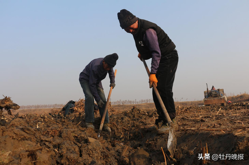 莲藕种植技术套养泥鳅_曹县万亩荷塘莲藕种植方法_曹县魏湾镇挖藕技巧