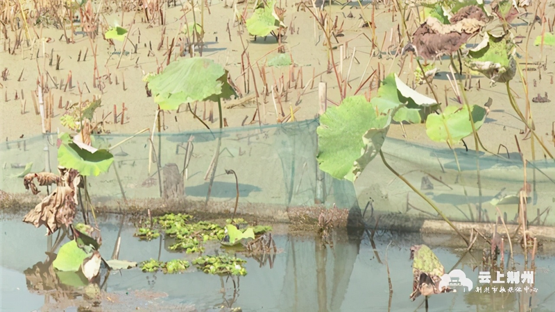 泥鳅种植莲藕养套技术与管理_莲藕和泥鳅的高效生态种养技术_莲藕种植技术套养泥鳅