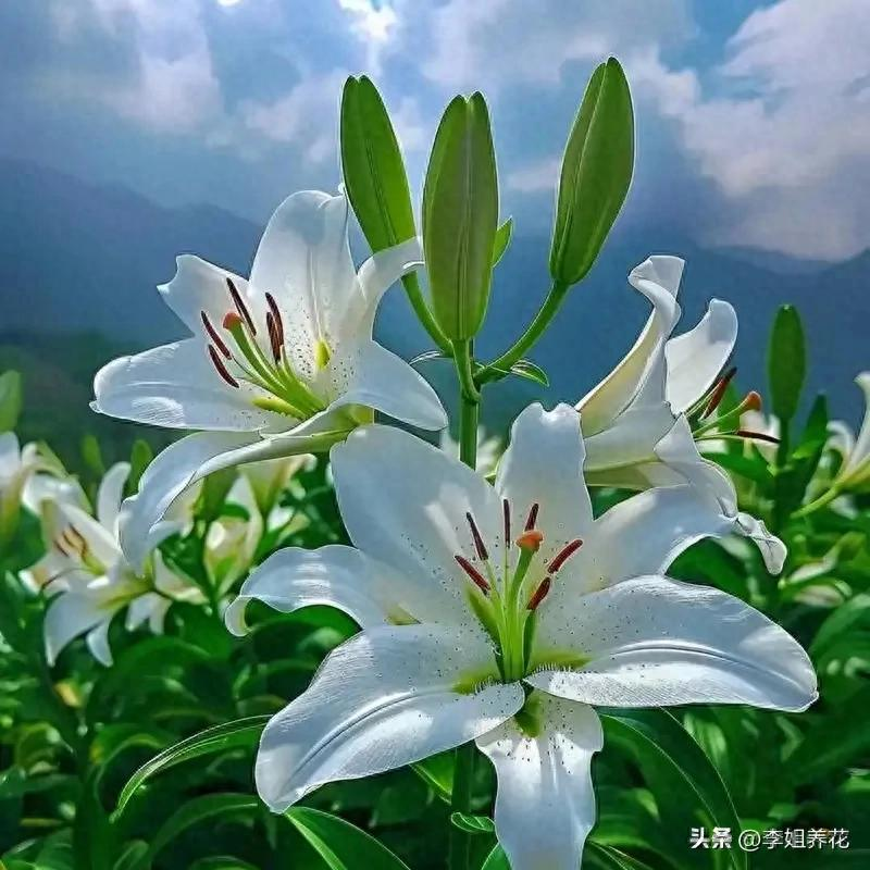 百合种球怎么种植方法视频_百合花种球的种植方法_百合种植球种花方法图解