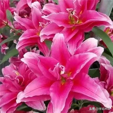 百合种植球种花方法图解_百合花种球的种植方法_百合种球怎么种植方法视频