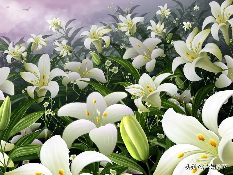 百合花种球的种植方法_百合种植球种花方法图解_百合种球怎么种植方法视频