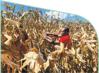 到哪学食用菌种植技术_食用菌栽培学_种植食用菌学技术到哪学