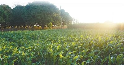 到哪学食用菌种植技术_种植食用菌学技术到哪学_食用菌栽培学
