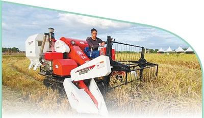 到哪学食用菌种植技术_食用菌栽培学_种植食用菌学技术到哪学