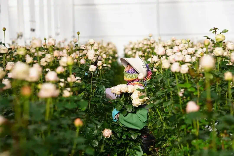 到哪学食用菌种植技术_食用菌栽培学_种植食用菌技术大全