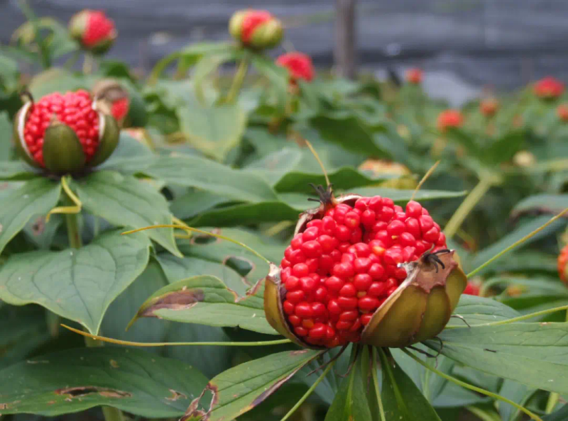 到哪学食用菌种植技术_种植食用菌技术大全_食用菌栽培学