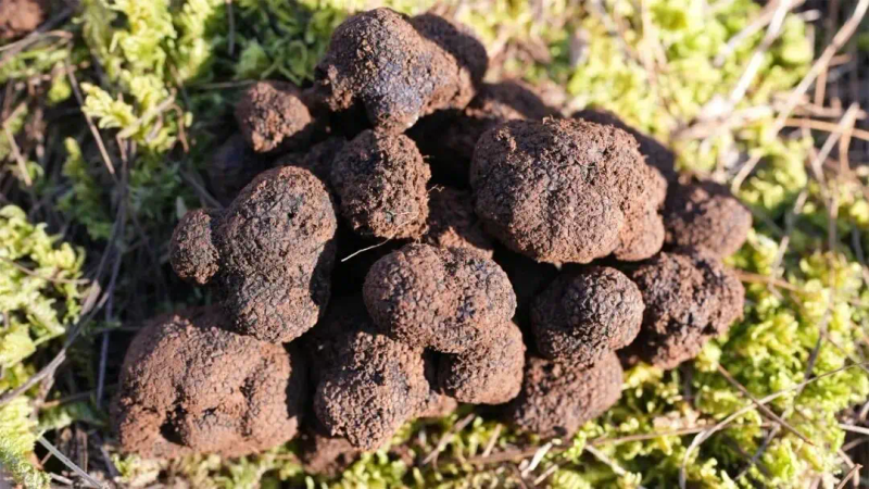 种植食用菌技术大全_食用菌栽培学_到哪学食用菌种植技术