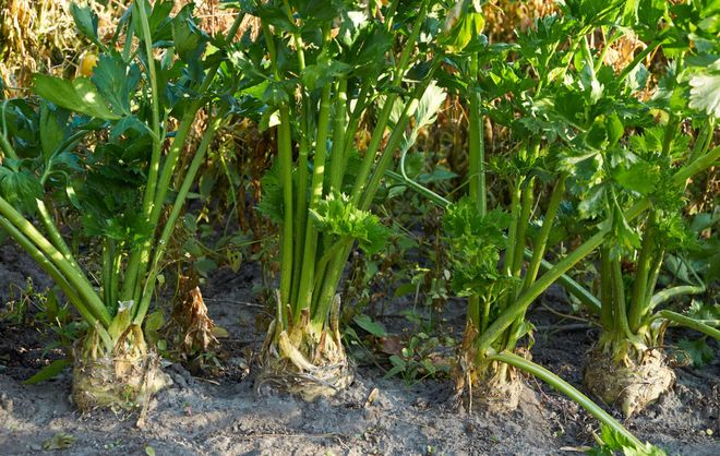 芹菜露天种植水肥管理技术_水芹菜旱地种植方法_芹菜水上种植