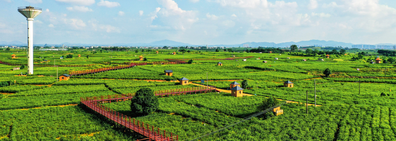 广西苦瓜种植技术_广西苦瓜种植基地_广西苦瓜种植技术视频