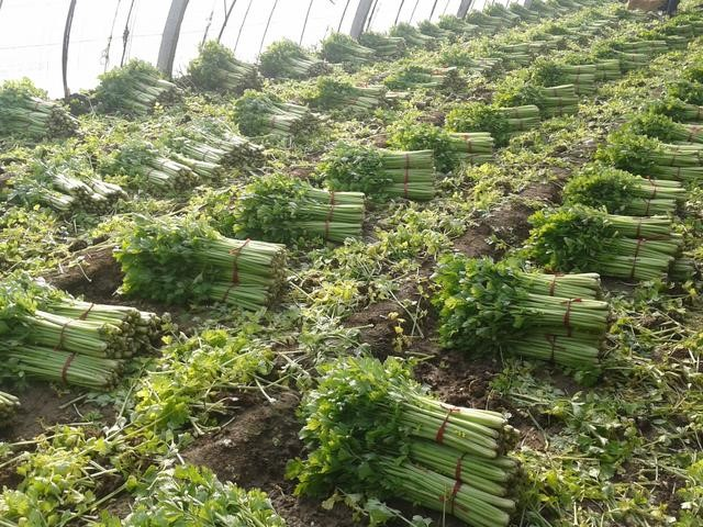 秋芹菜播种管理_水芹菜旱地种植方法_芹菜种植技术