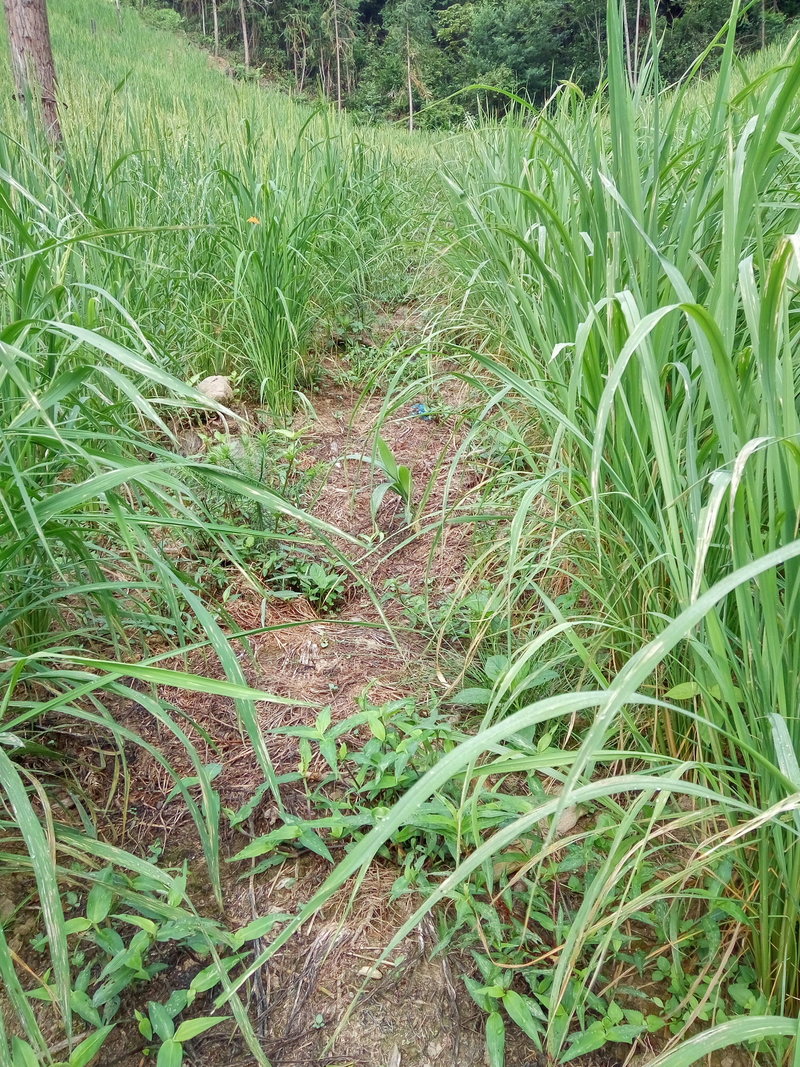 水稻种植方法_科学种植高产水稻方法_高产水稻育秧技术