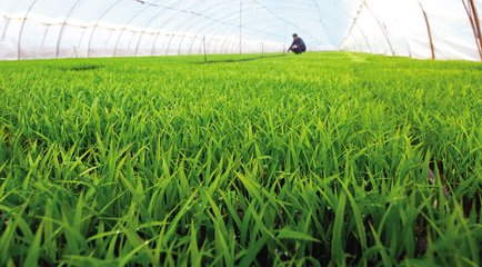水稻春季种植技术_水稻育苗管理方法_水稻种植方法