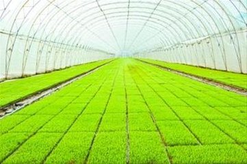 水稻春季种植技术_水稻种植方法_水稻育苗管理方法