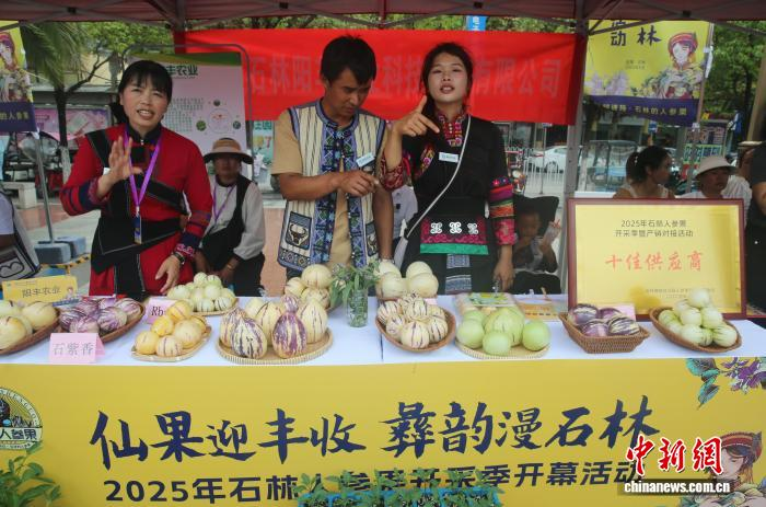 人参果的种植技术_石林人参果全产业链发展格局_石林人参果开采季暨产销对接活动