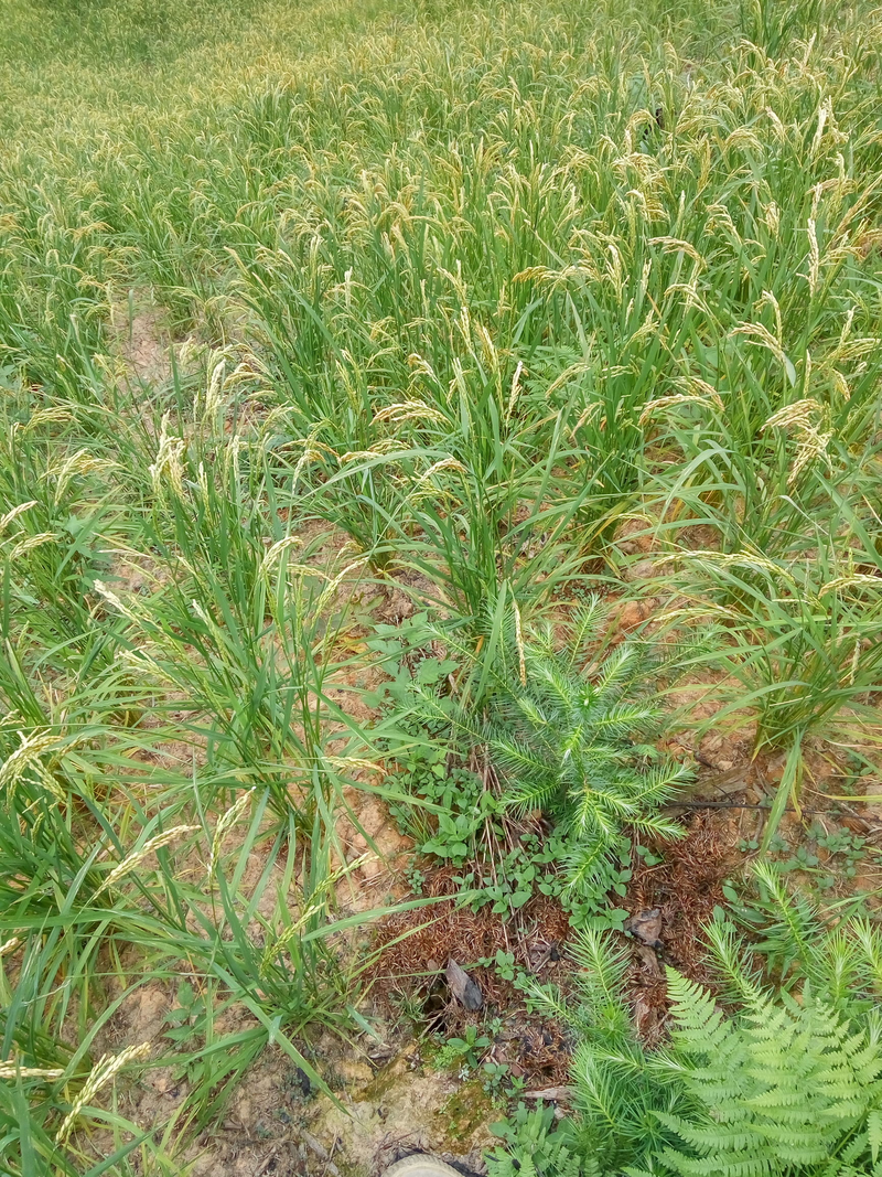 水稻种植方法_山稻高产技术要点_精细整地适期播种