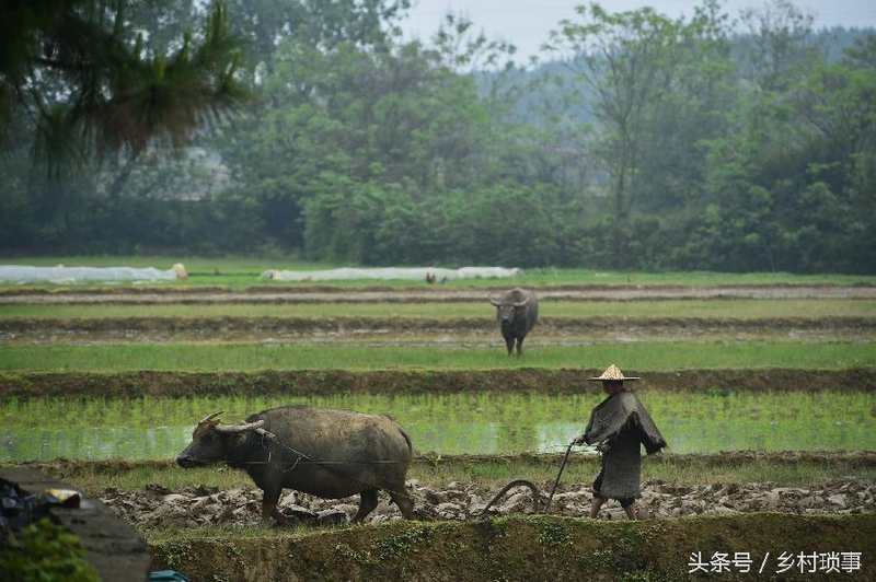 中国水稻种植历史_传统水稻插秧方法_水稻种植方法