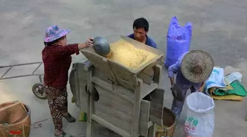 传统稻田耕作方法_米饭种植过程_水稻种植方法