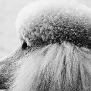 水费违约金的法律规定_房屋租赁合同印花税_物业费滞纳金规定