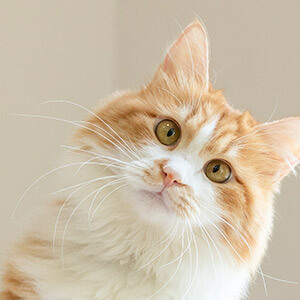 房屋租赁合同印花税_物业费滞纳金规定_水费违约金的法律规定