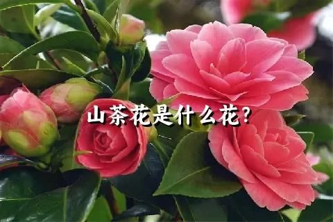 山茶花是什么花?