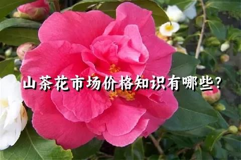山茶花市场价格知识有哪些?