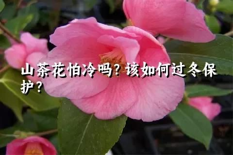 山茶花怕冷吗?该如何过冬保护?