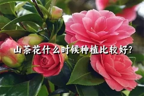山茶花什么时候种植比较好?