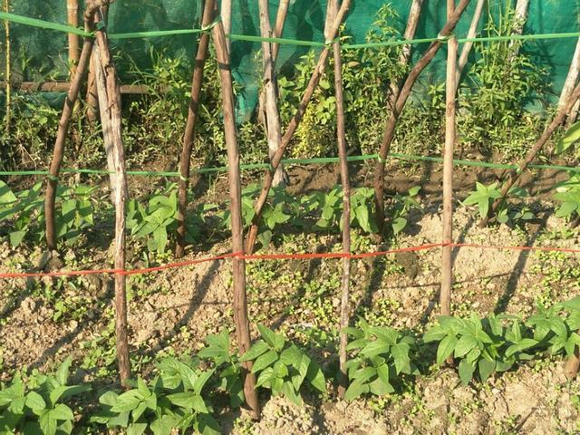 种豆苗的步骤方法_种植豆苗方法图片_豆苗的种植方法