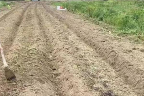 春播大葱的种植方法，适期早播至关重要