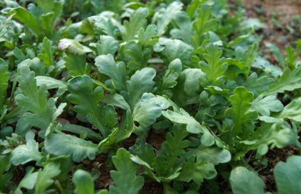 茼蒿种子价格及种植方法