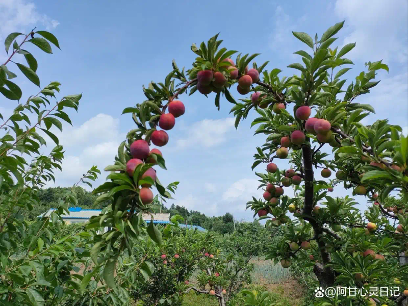 种果树技巧_种植时机选择_果树种植网