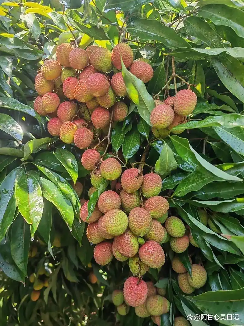 果树种植网_种植时机选择_种果树技巧