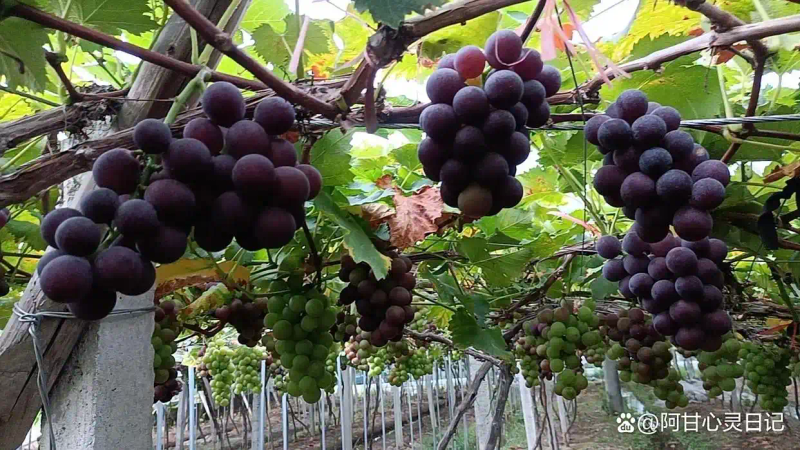 种果树技巧_果树种植网_种植时机选择