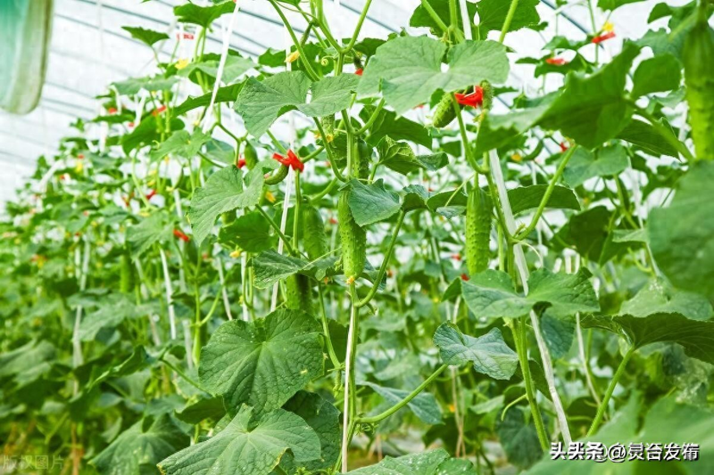 节瓜的种植方法_瓜类蔬菜种植打顶方法_不同瓜类蔬菜整枝留蔓技巧