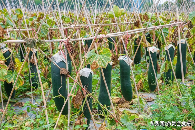 节瓜的种植方法_瓜类蔬菜种植打顶方法_不同瓜类蔬菜整枝留蔓技巧