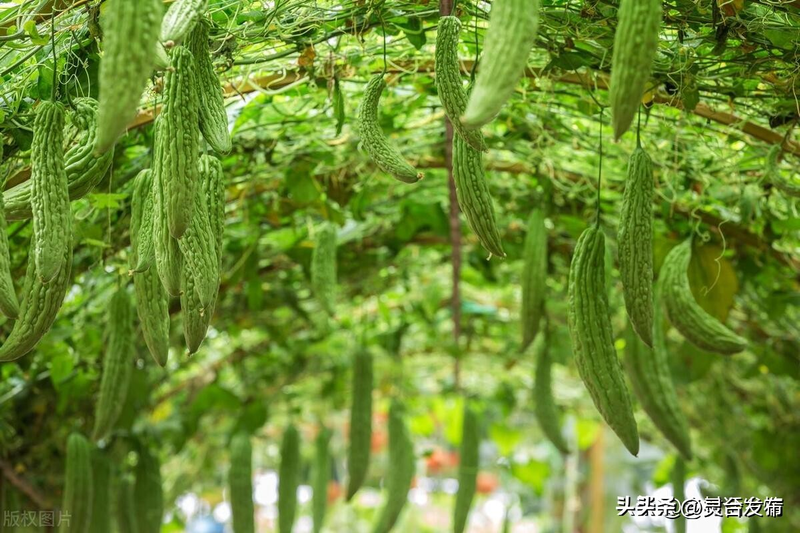 节瓜的种植方法_瓜类蔬菜种植打顶方法_不同瓜类蔬菜整枝留蔓技巧