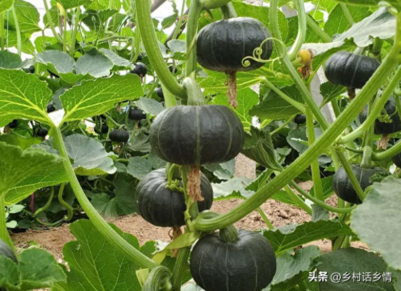 节瓜的种植方法_丝瓜整枝打叉_南瓜整枝打叉